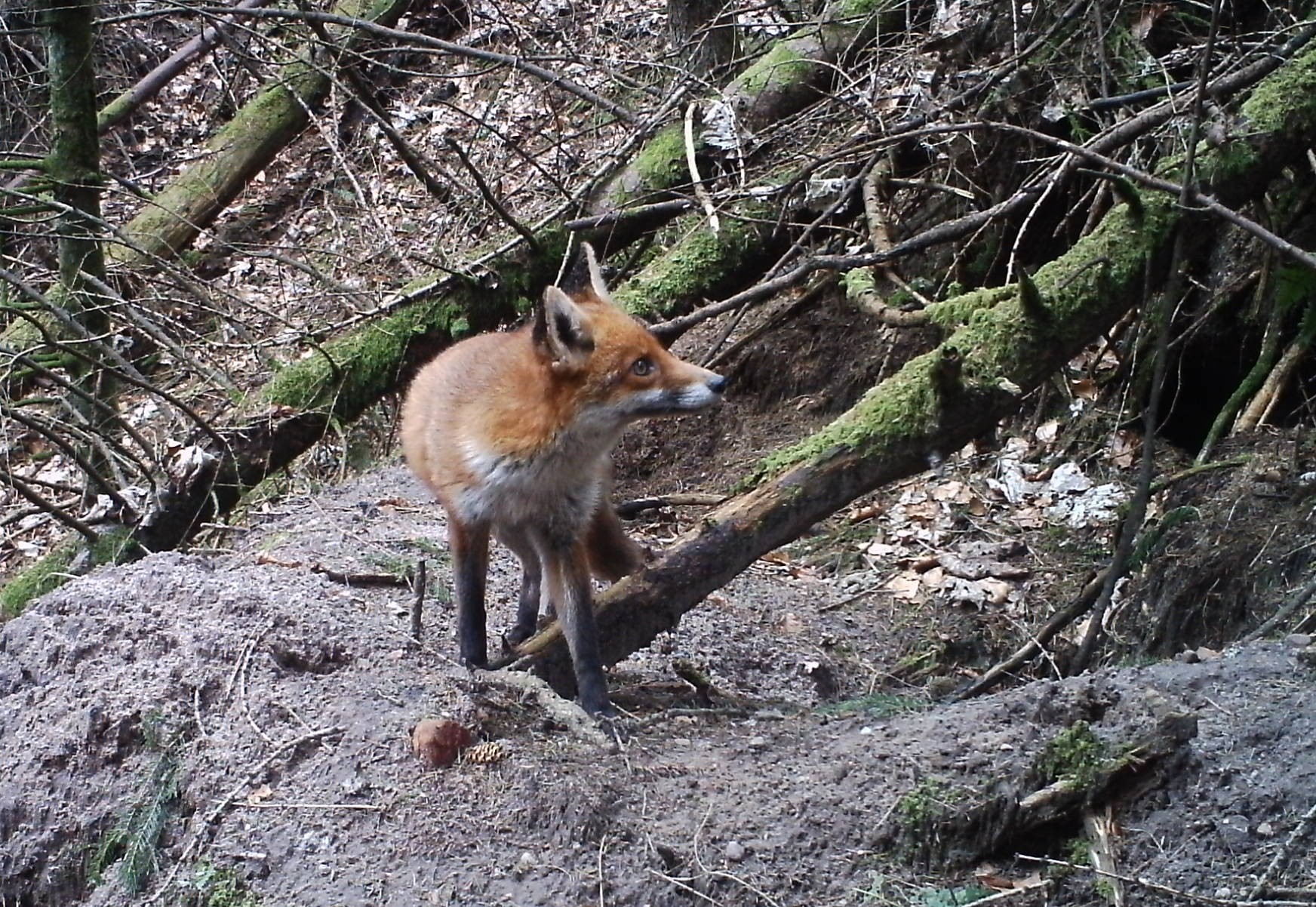 A picture taken with Keith's foxcam.