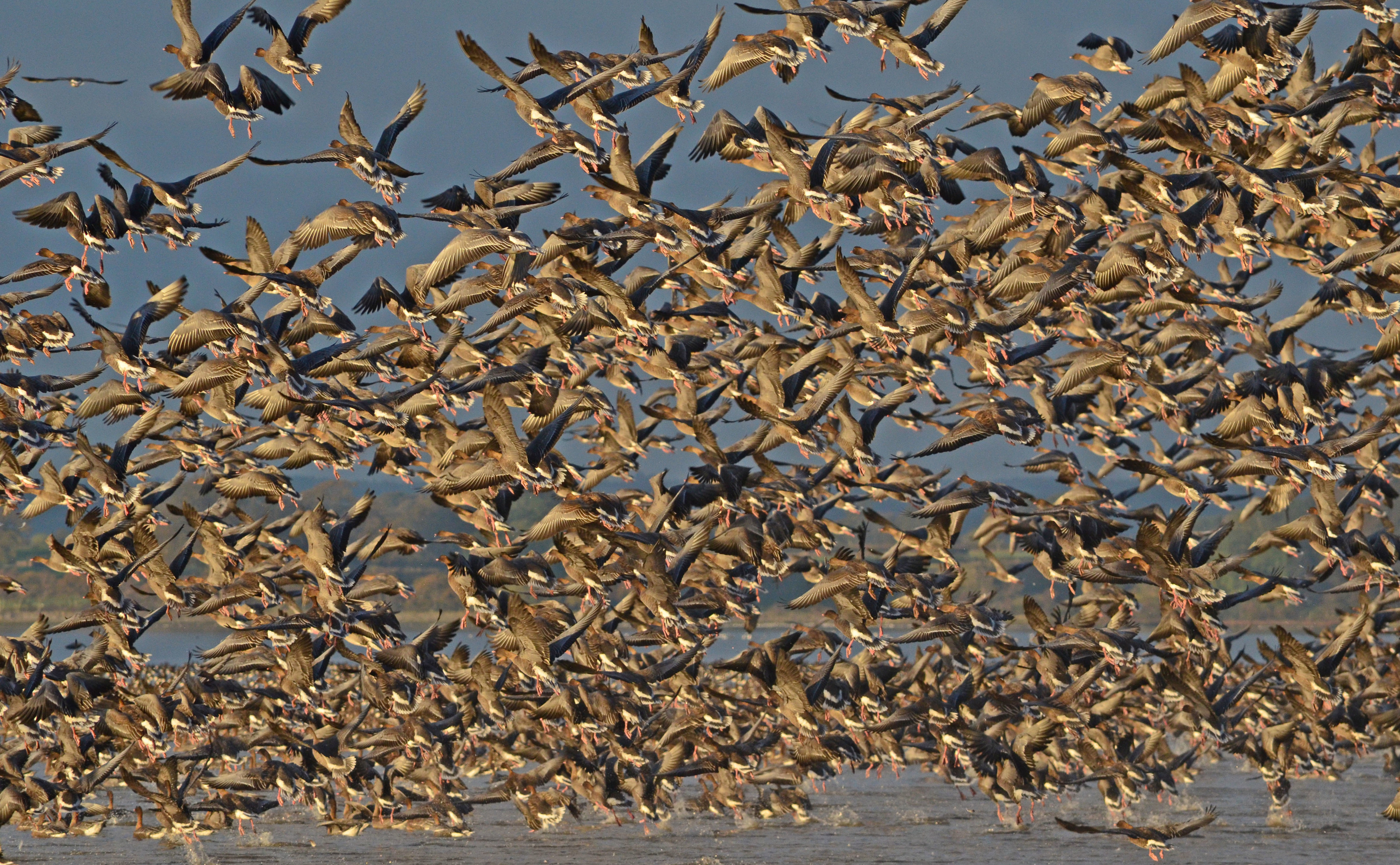 Pink-footed geese