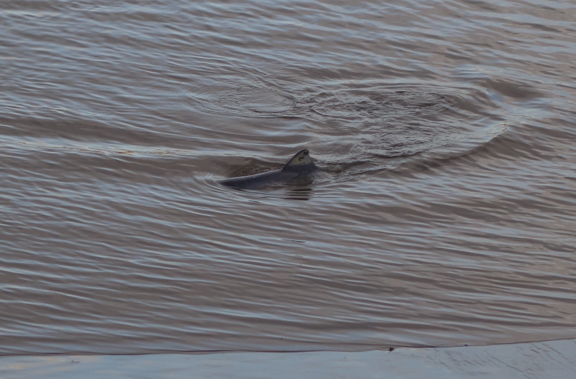 A porpoise in the Forth.