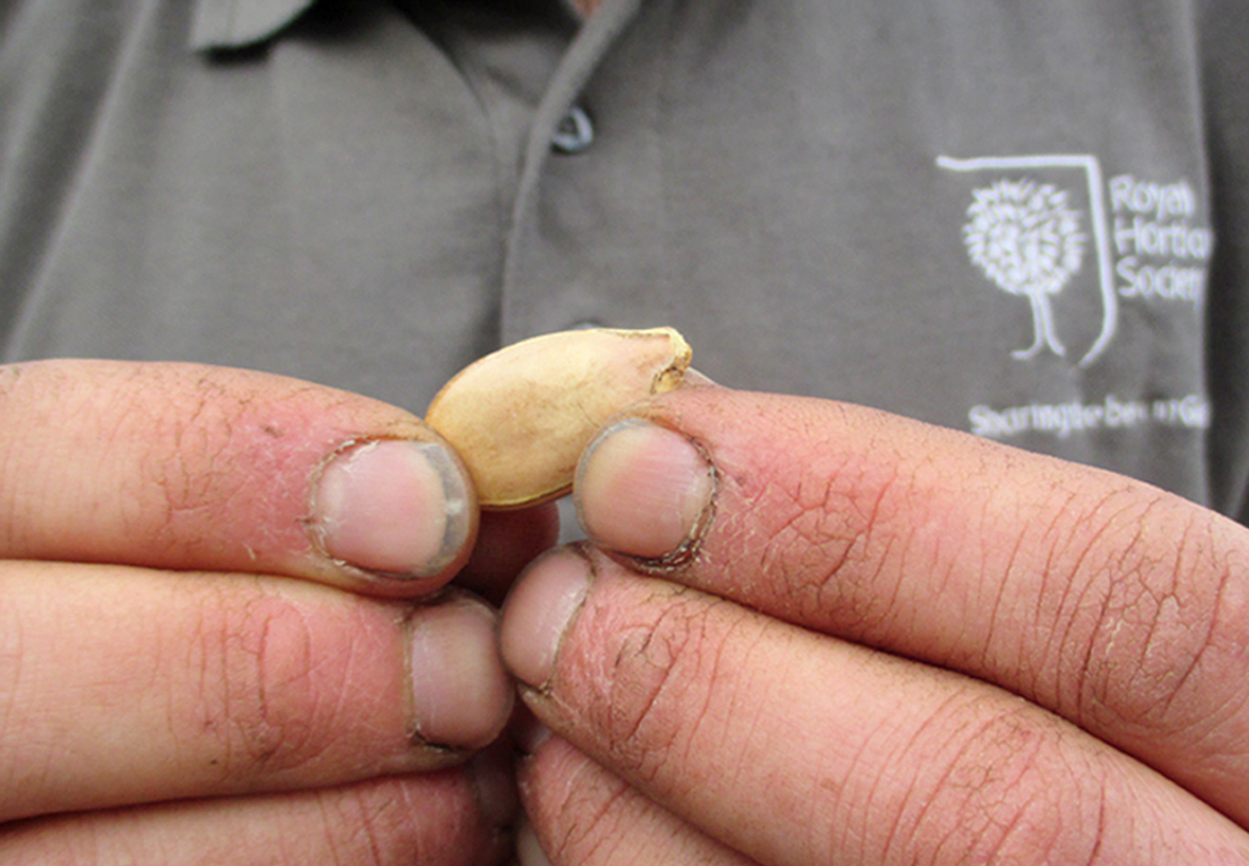 It is hoped the seed will produce the biggest pumpkin the world.