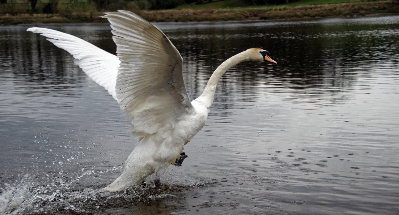 The swan being released on the River Taqy