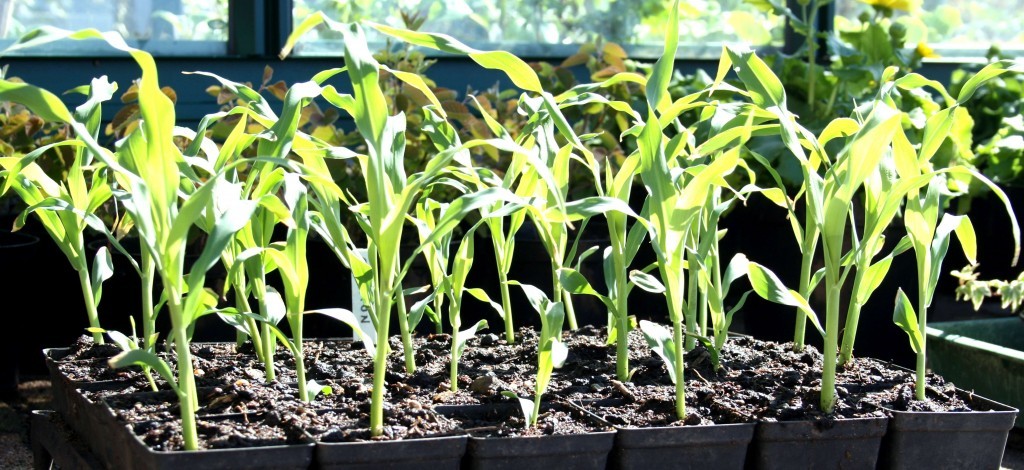 Sweetcorn potted up.