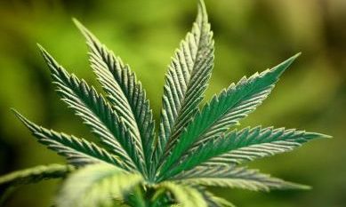 The Scottish Conservatives have warned against moves to legalise cannabis.