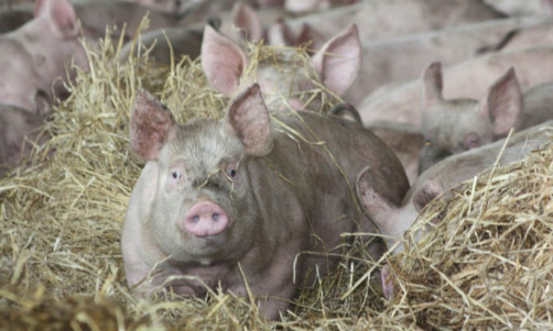 The pig industry is investigating antibiotic usage.