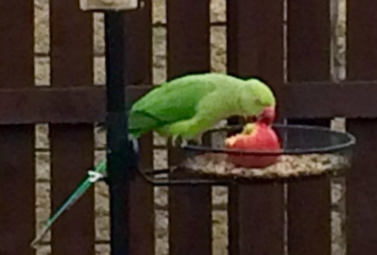 "Pete" the parakeet has been on the loose since December