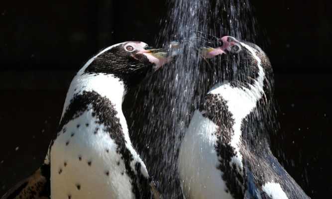 Humboldt penguins keeping cool under a cold shower at Blair Drummond Safari Park on Thursday.