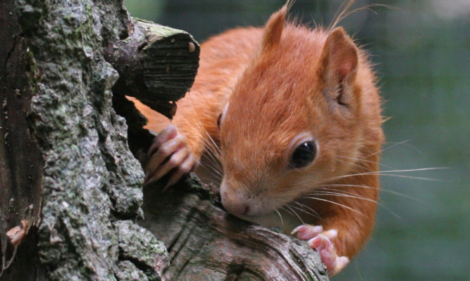 A Red Squirrel.