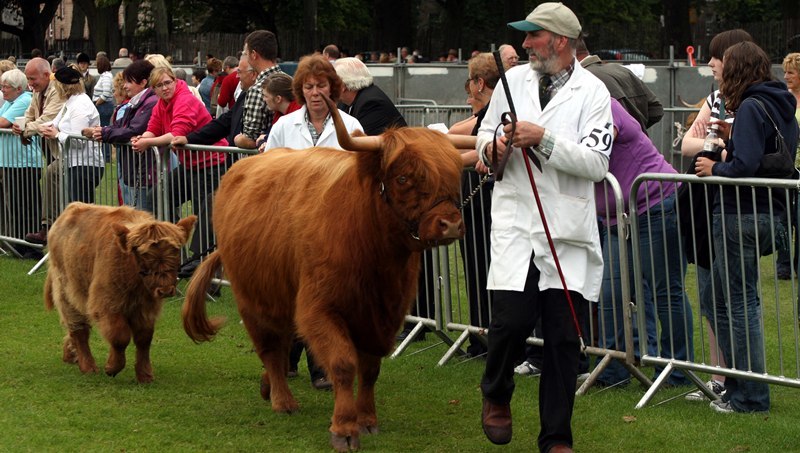 Steve MacDougall, Courier, South Inch, Edinburgh Road, Perth. Perth Show. Scenes from the event. Pictured, some of the cattle.