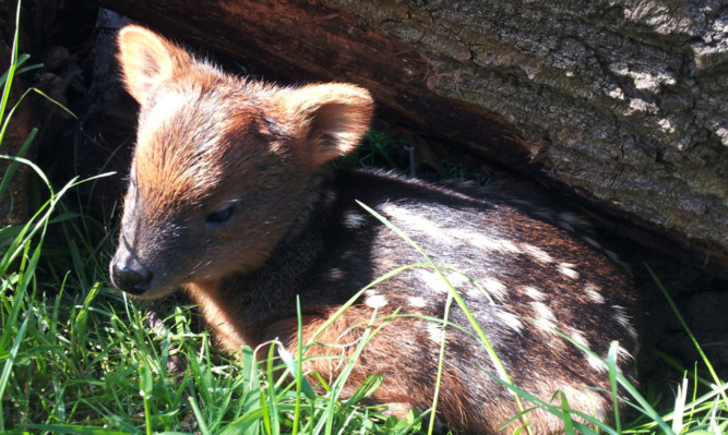 The pudu enjoys a secluded spot in the sun.