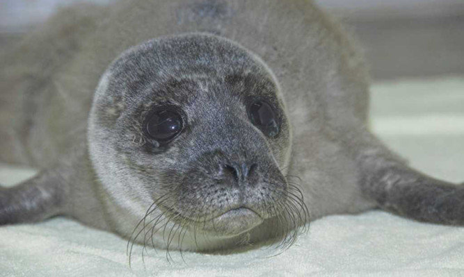 The seal pup, who has been named Clipper, he was found lying on a grassy shoreline in Dingwall.