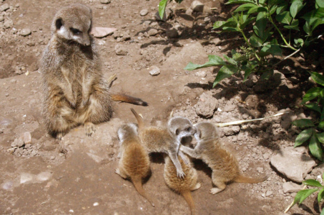 The newborns have just started venturing out of their burrows.