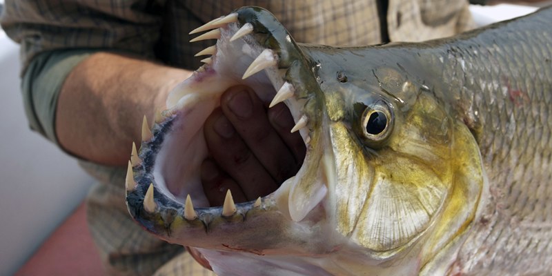 CU of a 25 pound Goliath Tiger Fish.