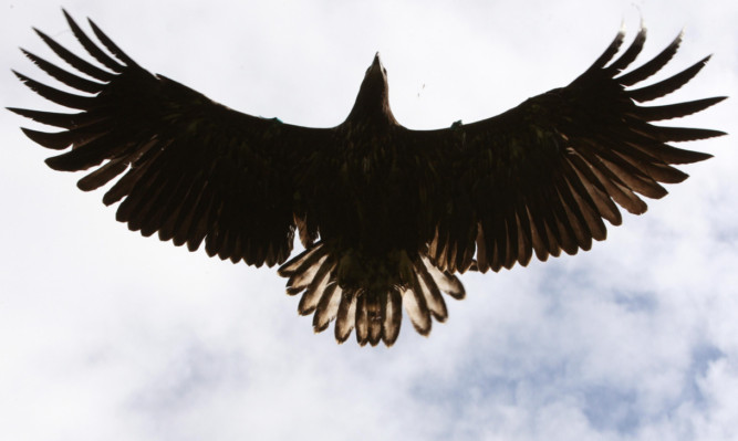 A sea eagle reintroduced to eastern Scotland in a project involving RSPB Scotland.