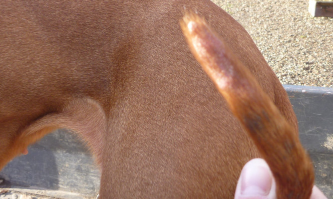 An injury caused to a dog's tail.