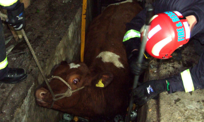 The cow has been rescued after being trapped for at least 24 hours.