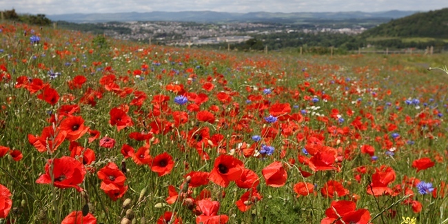 Kris Miller, Courier, 28/06/11. Picture today shows wildflower meadow on Moncreiffe Hill, looking over Perth.