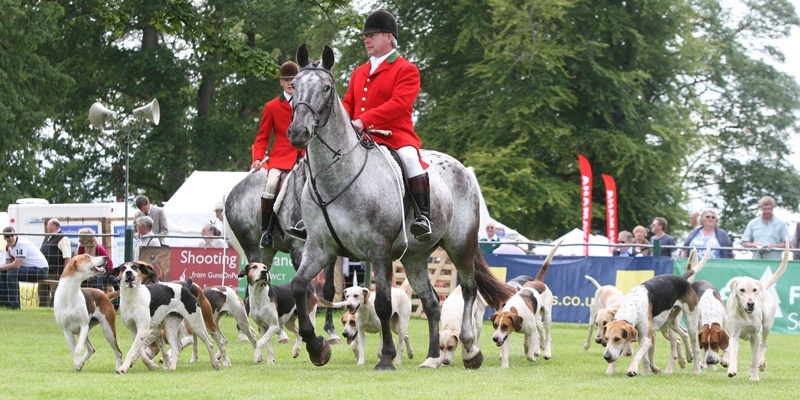 Steve MacDougall, Courier, Scone Palace Grounds, off Isla Road, Perth. Scottish Game Fair 2011. Scenes from the first day. Pictured, scenes during a display from The Fife Foxhounds. Pictured at the front is Trevor Adams (Master & Huntsman) and at the back is Johnny Richardson (first whip).