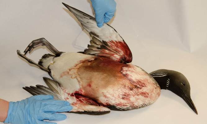 The body of a black-throated diver which was found shot on the shores of Loch Gowa.