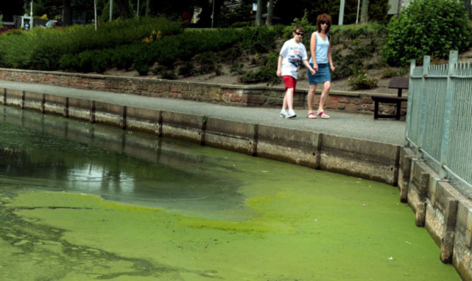 The algae at Keptie Pond.