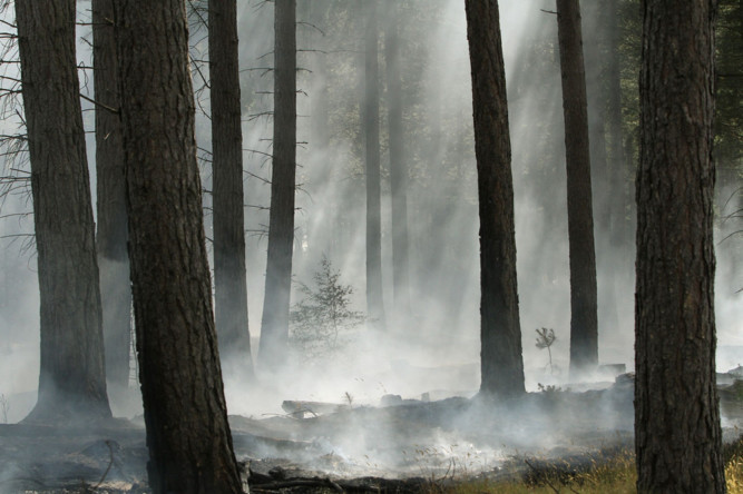 More than 40 firefighters battled to save Tentsmuir Forest as a blaze tore through the Fife beauty spot on July 18. Nine crews from across the region fought to contain the deep-seated fire in an area of more than 300m by 200m after the heatwave turned the forest tinderbox dry.