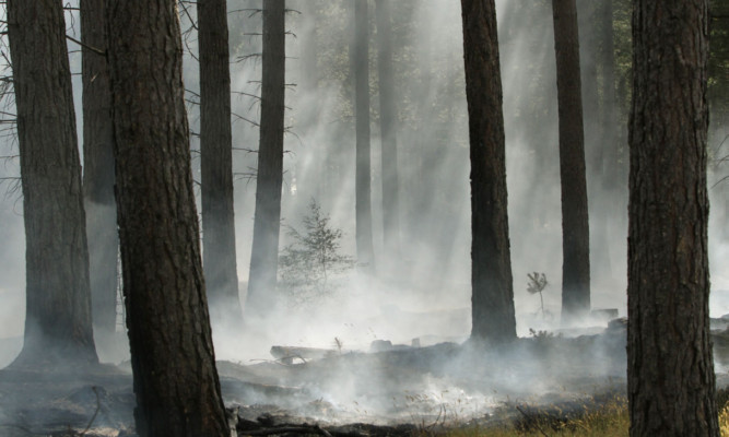 Smouldering vegetation at Tentsmuir Forest.