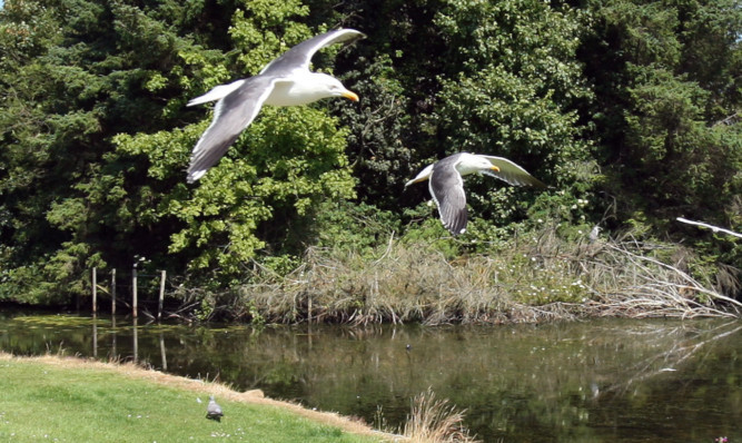 Seagulls at Keptie Ponds.