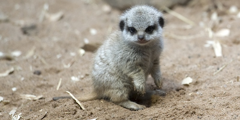 A Special Mothers Day at St Andrews Aquarium as resident meerkat 'Kate' cuddles up with her yet unnamed baby.
for further info contact Tricia Fox on 07989 955039
Picture by Graeme Hart.
Copyright Perthshire Picture Agency
Tel: 01738 623350  Mobile: 07990 594431