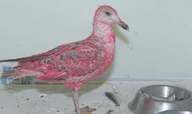 A photo from the Scottish SPCA of Blush, the pink gull.