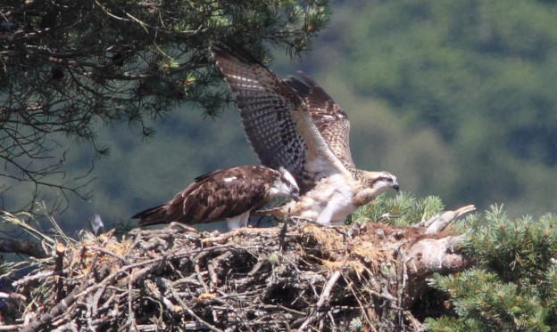 Blue YZ spreads her wings at the Loch of the Lowes.