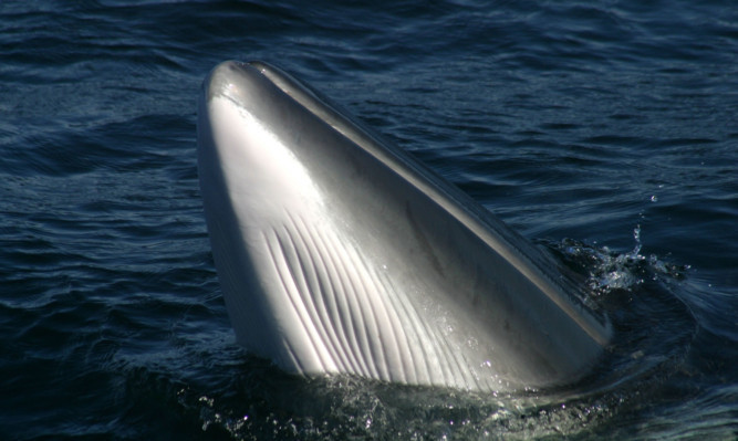 Minke whales can be found in the Forth.