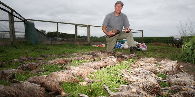 Kris Miller, Courier, 25/07/11. Picture today at Invergighty, Boysack shows William Hardy with some of the dead ducks and pheasants which were killed by a fox who walked on top of suspended protective netting to go on a killing spree at the farm.