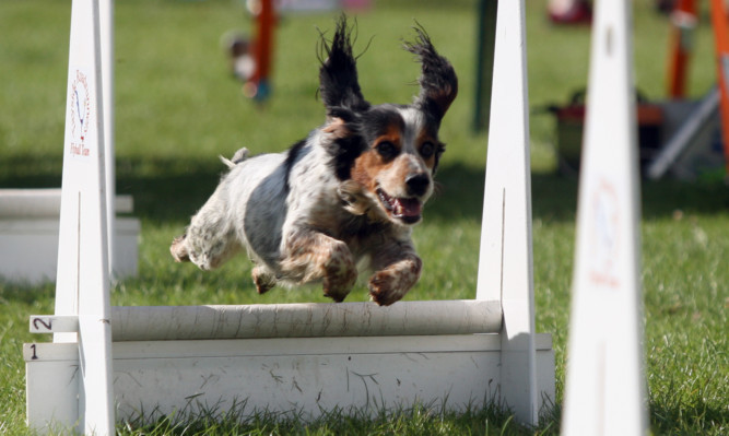 Kris Miller, Courier, 04/08/13. Picture today flyball competition at Camperdown Park, Dundee shows dogs enjoying the tournament.