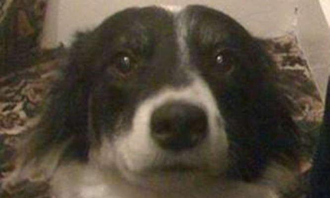 Skye has been reunited with her owners after going missing for two weeks.