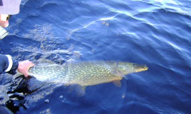 Anglers seek the thrill of catching a monster pike.