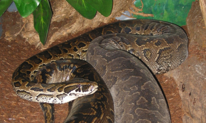 The two boys were killed by an African rock python.