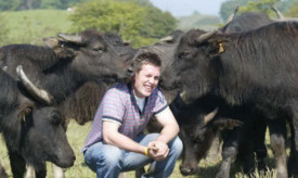 Steven Mitchell with some of his herd of water buffalo.