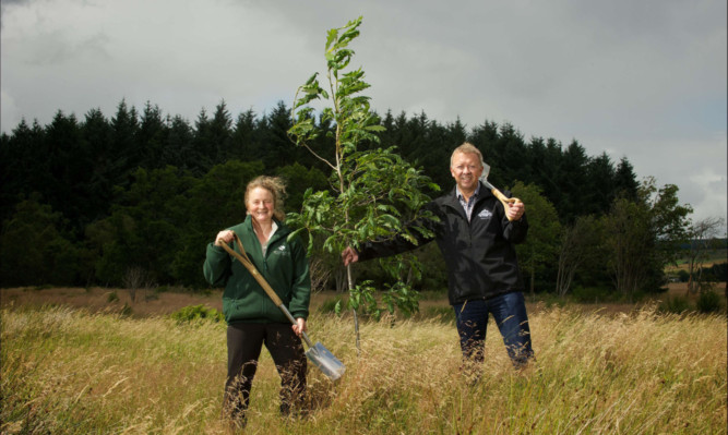 Carol Evans, director of the Woodland Trust Scotland, and Les Montgomery, chief executive of Highland Spring Group, planting a sapling in the Ochil Hills.