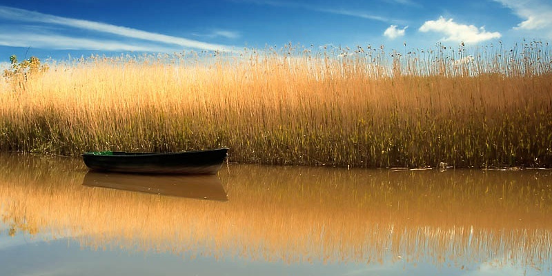 A rowing boat moored beside the reeds, Port Allen, Perthshire, Scotland