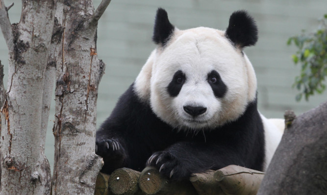 Keepers at the zoo believe that Tian Tian may be pregnant.