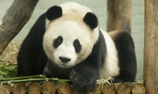 Yang Guang has celebrated his tenth birthday at Edinburgh Zoo.