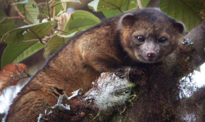 An olinguito looks out from the treetops.