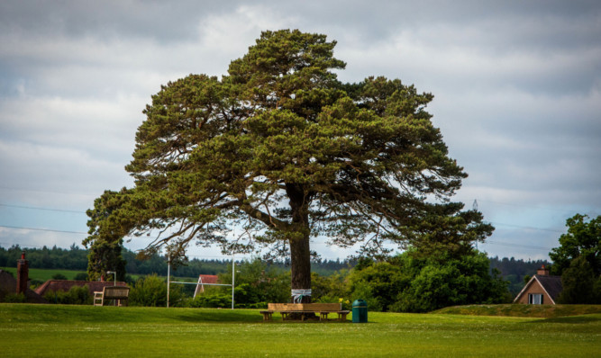 Teachers and pupils at the school have campiagned to save the 80-year-old Scots Pine tree.