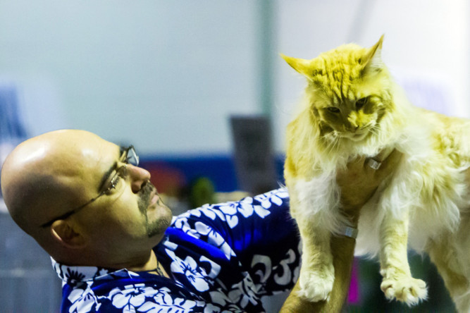 The first Federation Internationale Feline (FIFe) cat show to take place in Scotland attracted hundreds of entrants at the weekend. Cat fanciers from across the UK and Europe gathered at the Dewars Centre in Perth for the two-day event. FIFe is the largest cat federation in the world and has 42 members in 40 countries, as well as 216 international judges.