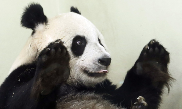 Keepers at the zoo believe that Tian Tian may be pregnant.