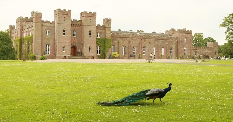 A peacock takes an afternoon leisurely stroll on the lawn in front of Scone Palace.