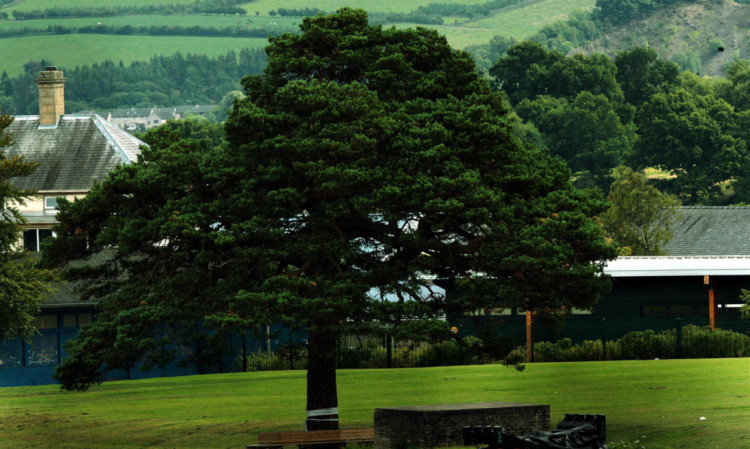 Perth and Kinross Councils appeal for tree photographs has been made as the local authority backs plans to remove a 250-year-old pine from the grounds of Perth Academy.