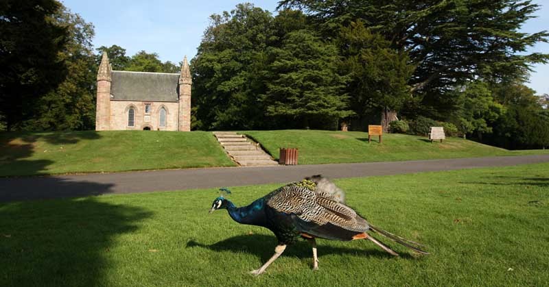 Steve MacDougall, Courier, Moot Hill, Scone Palace, Isla Road, Perth. Picture of the hill to accompany story from Perth about new dig. The picture features 'Macbeth' the peacock.