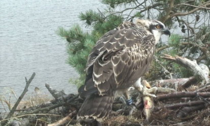 The chick has travelled 1,600 miles since flying the nest.