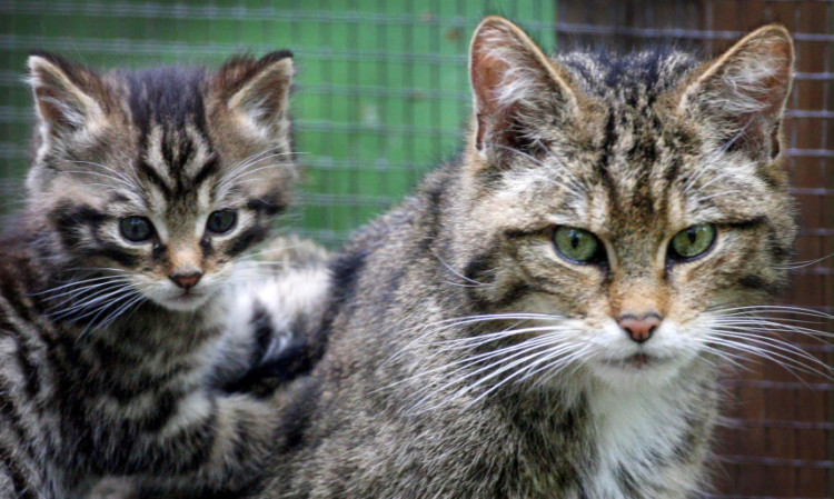 A Scottish wildcat and kitten.