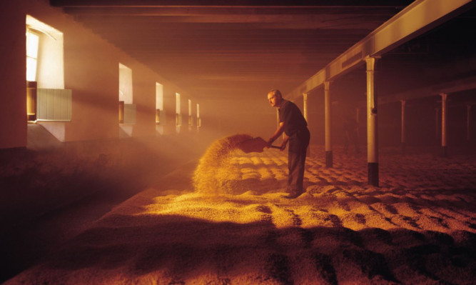 The malt being turned before it is made into whisky at Balvenie 
Distillery.